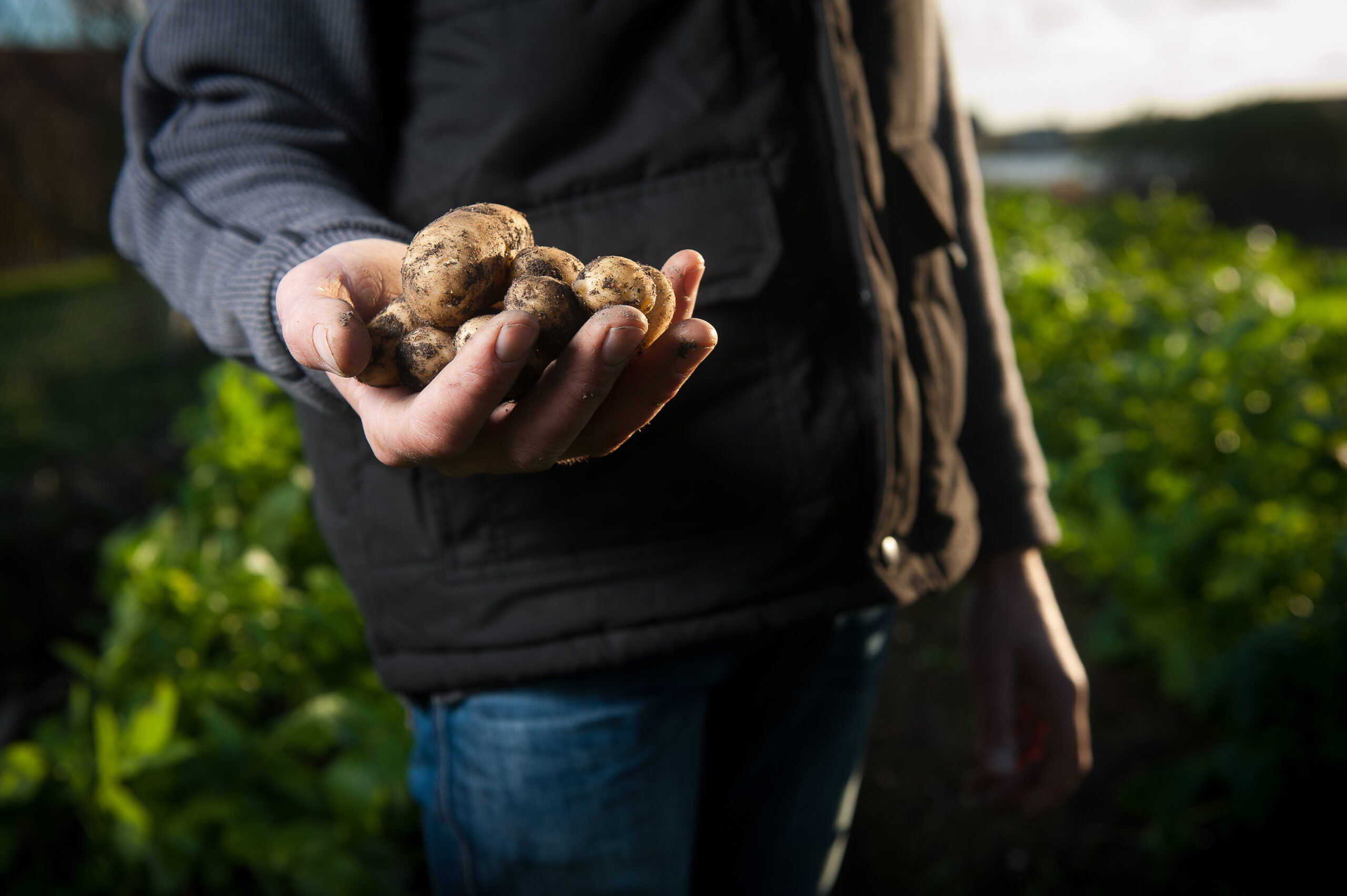 how to grow potatoes in bags